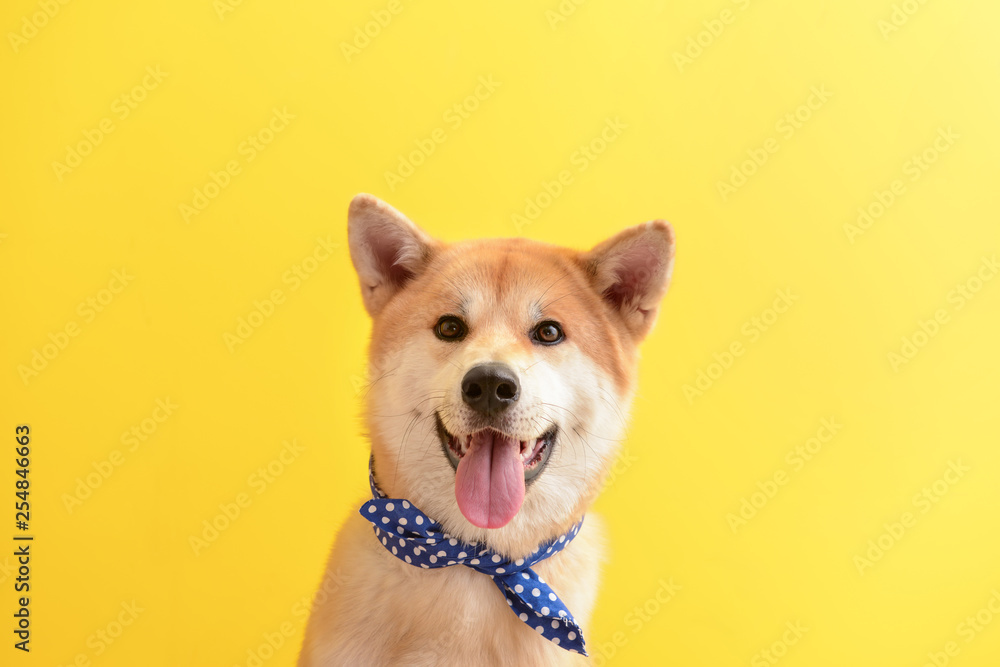 Cute Akita Inu dog on color background