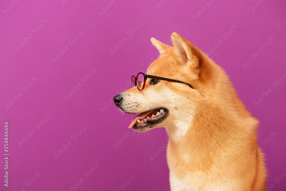 Cute Akita Inu dog with glasses on color background