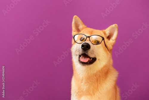 Papier peint Cute Akita Inu dog with glasses on color background