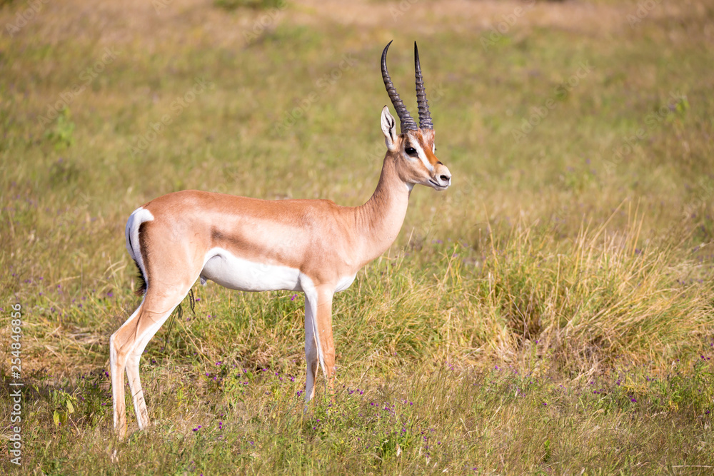 Native antelopes in the grasland of the Kenyan savannah Native antelopes in the grasland of the Kenyan savannah