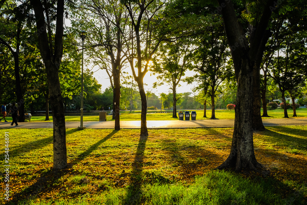 Fototapeta premium City green tree public park sunset with light of sun