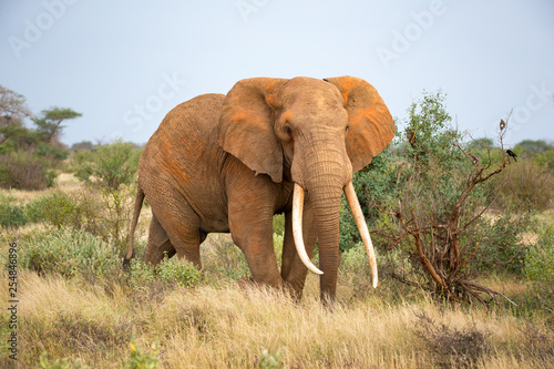 An elephant is walking between the bush