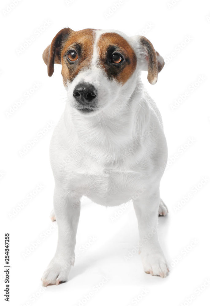 Cute funny dog and bowl with dry food on white background