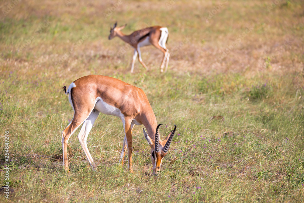 Native antelopes in the grasland of the Kenyan savannah Native antelopes in the grasland of the Kenyan savannah