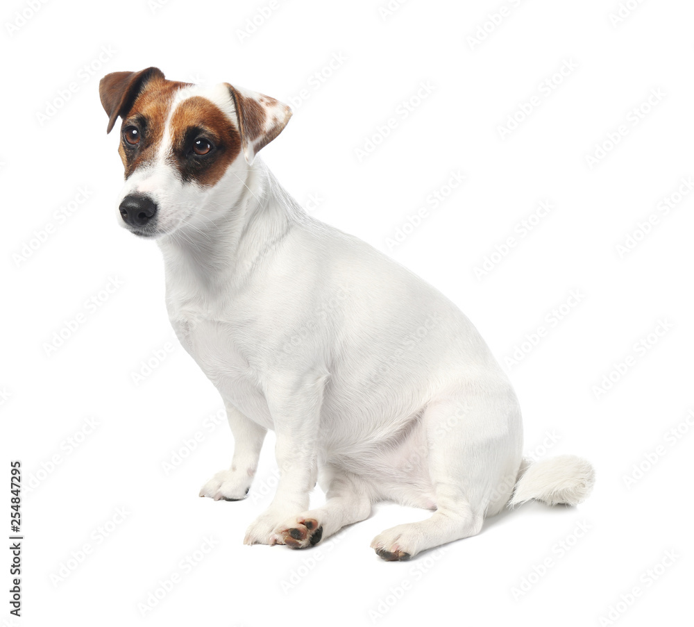 Cute funny dog and bowl with healthy food on white background