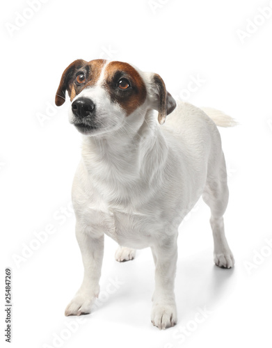 Fototapeta Naklejka Na Ścianę i Meble -  Cute funny dog and bowl with dry food on white background