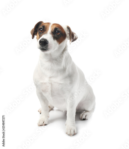Cute funny dog and bowl with dry food on white background © Pixel-Shot