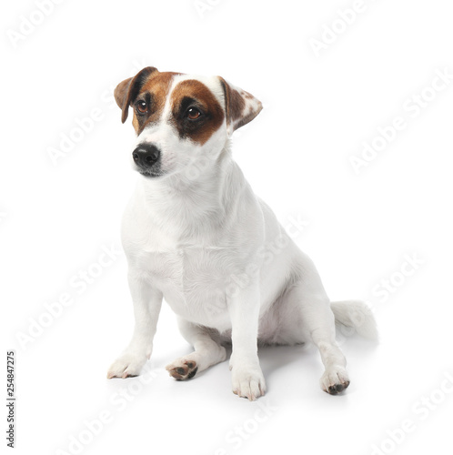 Cute funny dog and bowl with dry food on white background