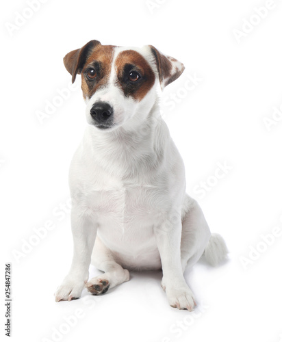 Cute funny dog and bowl with healthy food on white background © Pixel-Shot
