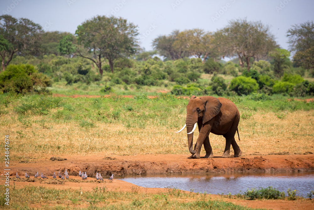 A big red elephant is walking on the bank of a water hole
