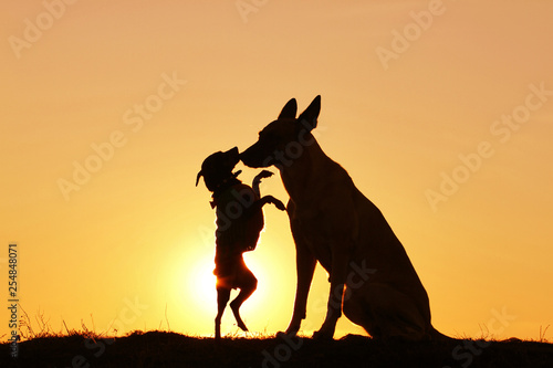 Two silhouette dogs on a background of a sunset, breed Malinois and Pinscher © Diana Badmaeva