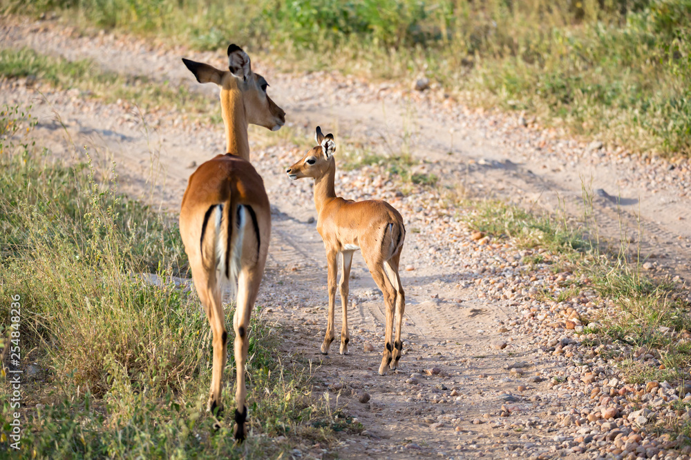 Native antelopes in the grasland of the Kenyan savannah Native antelopes in the grasland of the Kenyan savannah