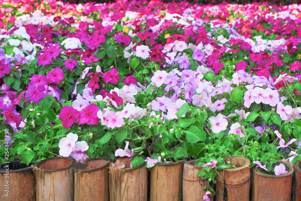 Colorful multicolored impatiens balsamina flowers blooming  in gaden with bamboo fence , nature group