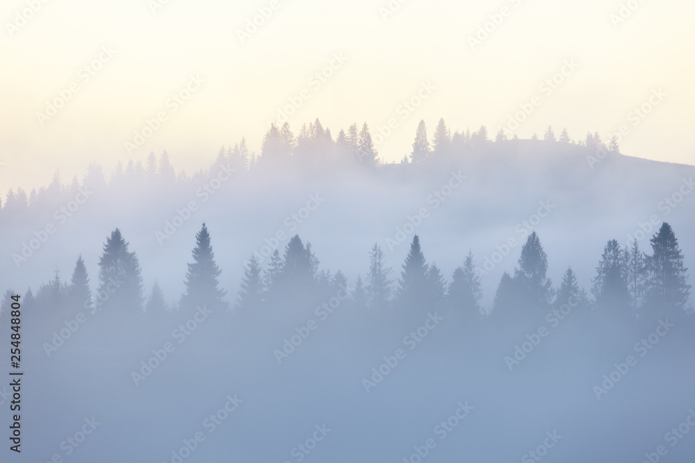 Beautiful mountain forests covering with a lot of fog.