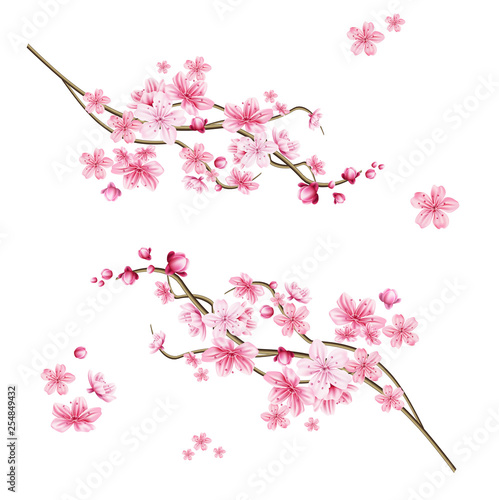 Vector realistic sakura tree with pink petal