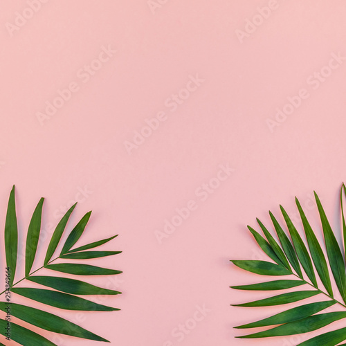 Creative pink background with tropical palm leaves