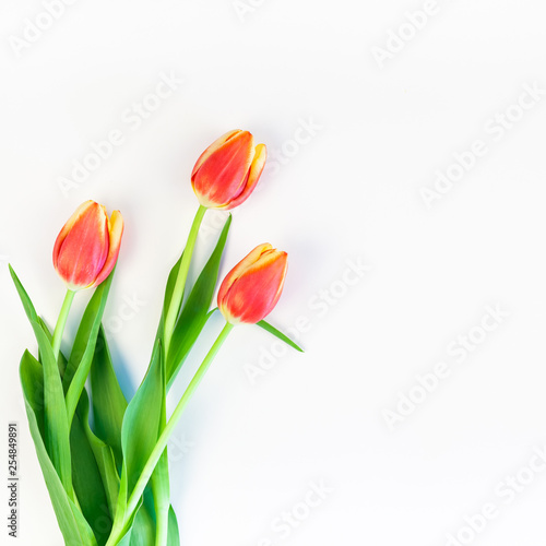 Red tulips flowers on white background