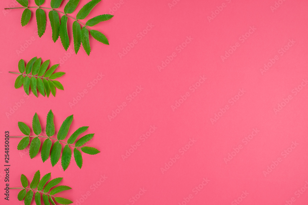 Green rowan tree leaves on bright pink background Green rowan tree leaves on bright pink background