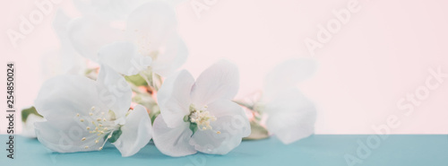 Fototapeta Naklejka Na Ścianę i Meble -  Apple blossoms over blurred color background