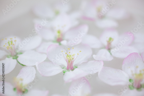 White flowers floating in water