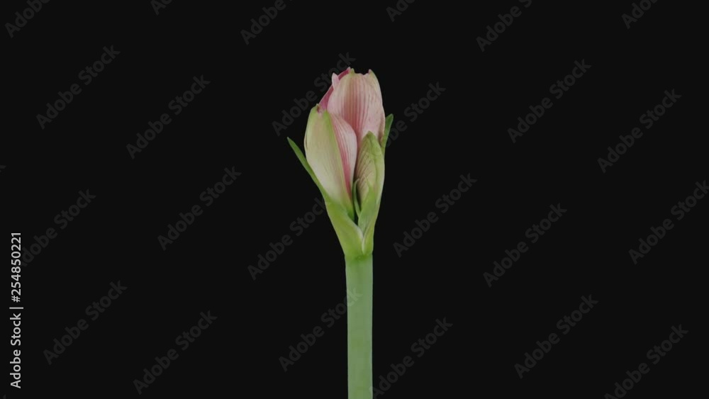 Time-lapse of opening pink Blushing Bride amaryllis 3a1 in PNG+ format with ALPHA transparency channel isolated on black background Time-lapse of opening pink Blushing Bride amaryllis 3a1 in PNG+ format with ALPHA transparency channel isolated on black background