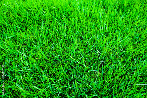 Green botanic fresh grass background