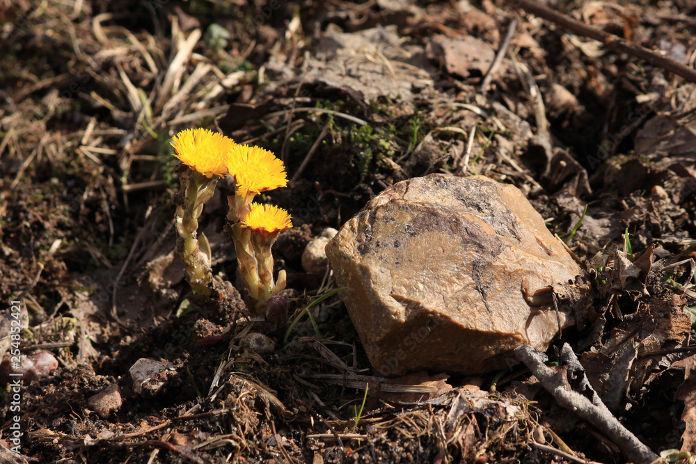 coltsfoot with a stone coltsfoot with a stone