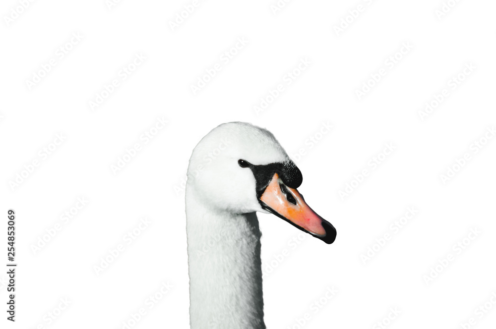 Fototapeta premium Swan isolated