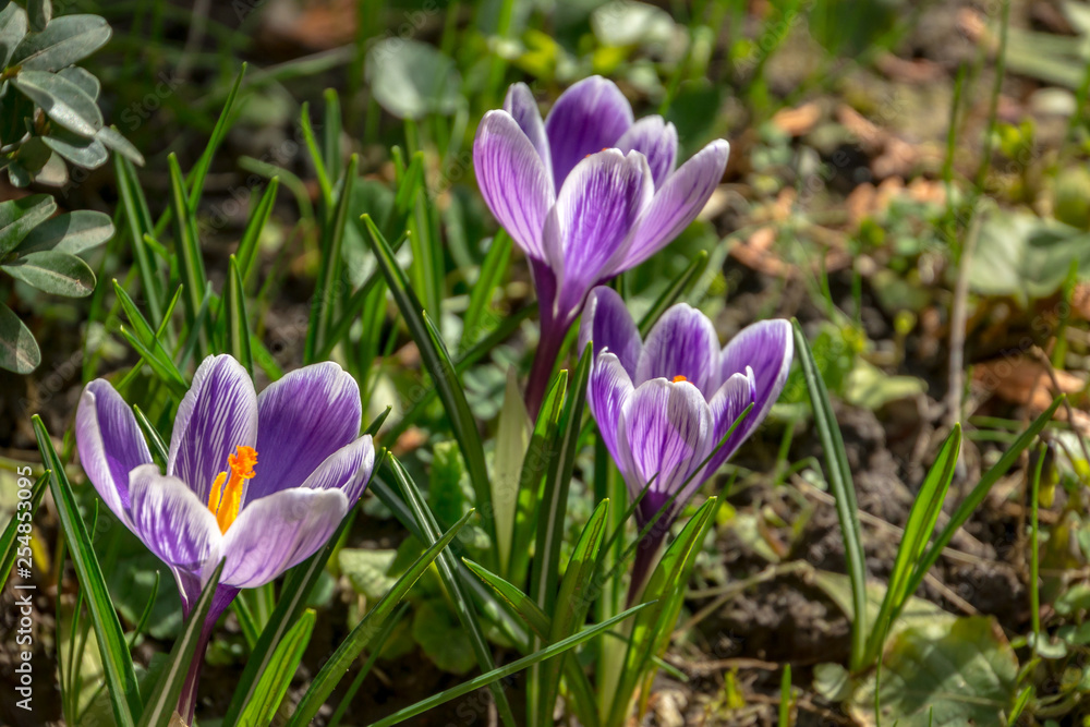 Close-up three striped purple crocuses King of Striped in bright spring sun. Blurred background with green garden. Selective focus. There is a place for text. Close-up three striped purple crocuses King of Striped in bright spring sun. Blurred background with green garden. Selective focus. There is a place for text.