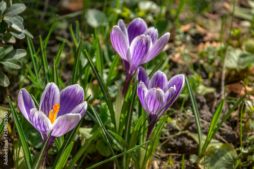 Close-up three striped purple crocuses King of Striped in bright spring sun. Blurred background with green garden. Selective focus. There is a place for text.