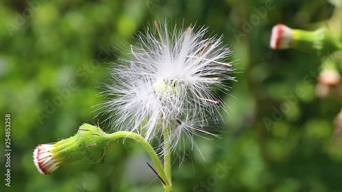 Dandelion flower and flower head in windy morning with perfect sunlight