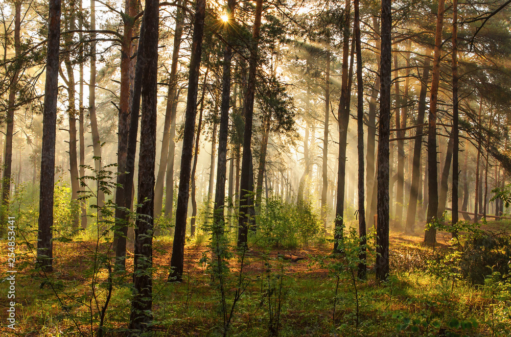 Morning. Walk in the woods. Sun rays. Morning. Walk in the woods. Sun rays.