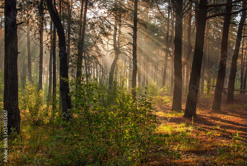 Morning. Walk in the woods. Sun rays. © Mykhailo