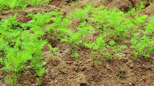 Carrot cultivation fields in hill country Sri Lanka