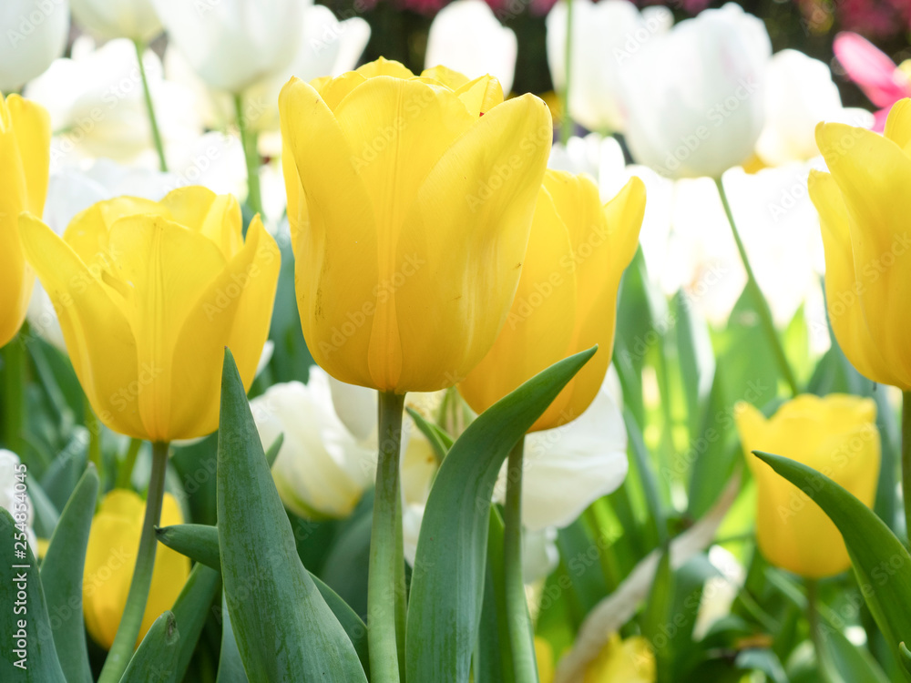 Obraz premium Close up of tulips flower blooming with soft light morning in the garden 