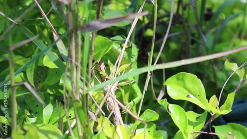 Green lizard hiding in the green shrub