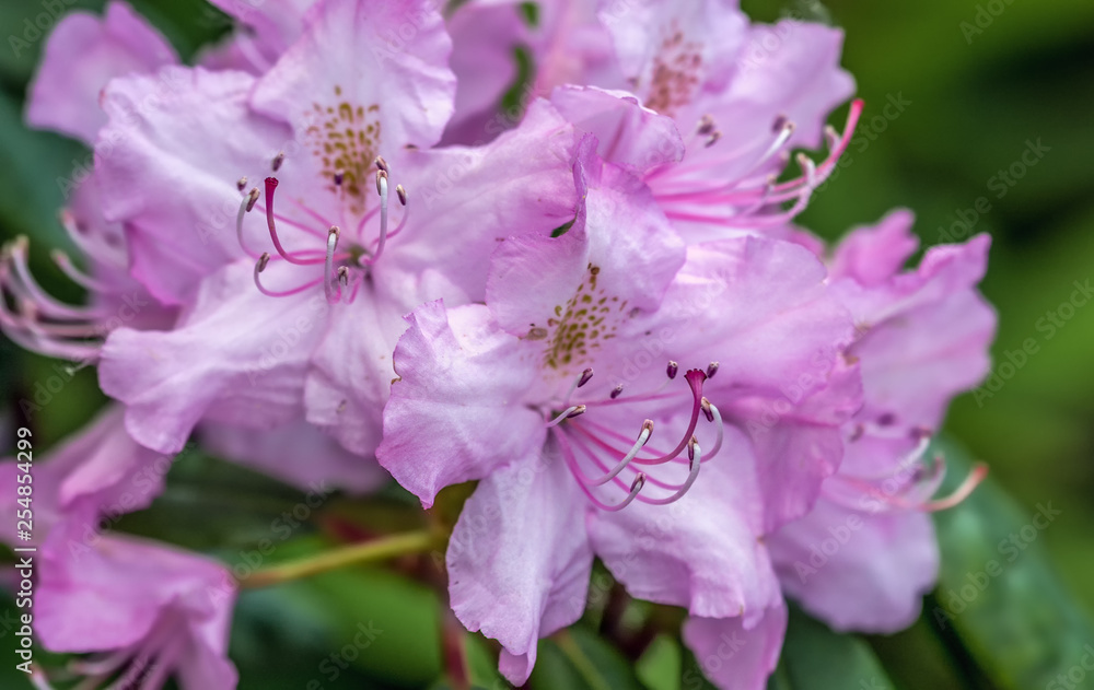 Azalea. Ornamental shrub plant of the heather family with pink, white, yellow or red flowers. Azalea. Ornamental shrub plant of the heather family with pink, white, yellow or red flowers.