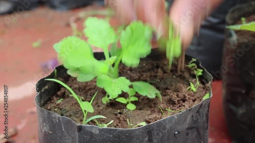 Female gardener cleaning glebionis plant removing unwanted weed plants