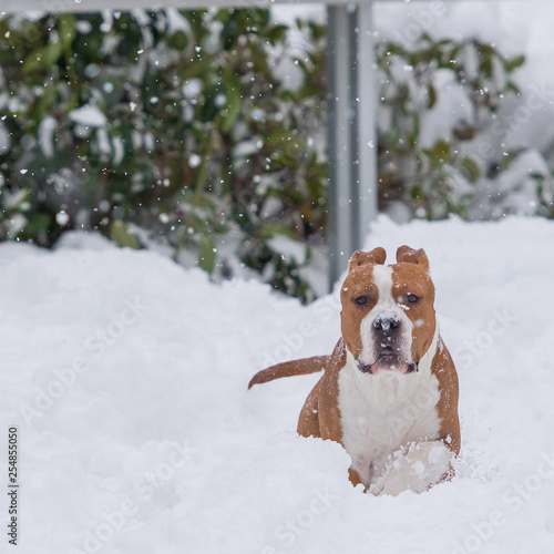 Amstaff puppy in snow