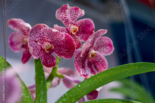 Close up Purple orchids