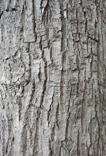木の幹 背景用