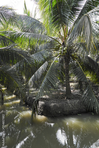 Natural park view coconut mixed agriculture