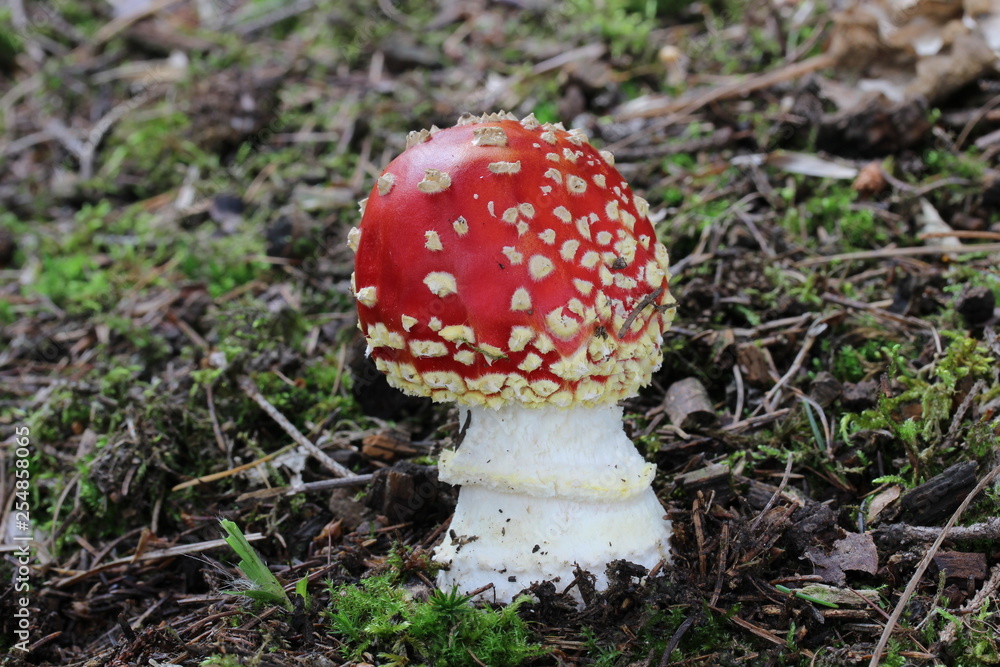Mushrooms in the forest, photo Czech Republic, Europe Mushrooms in the forest, photo Czech Republic, Europe