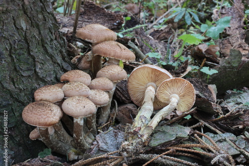 Mushrooms in the forest, photo Czech Republic, Europe