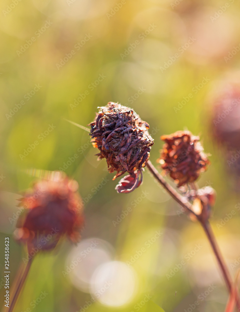 dry flowers with ice dry flowers with ice