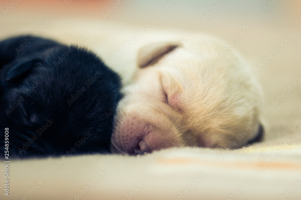 Cachorro de Labrador