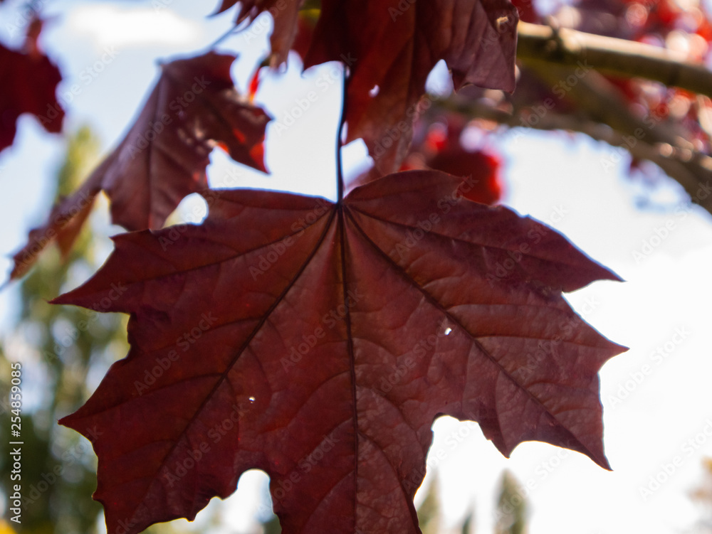 Fototapeta premium autumn leaves