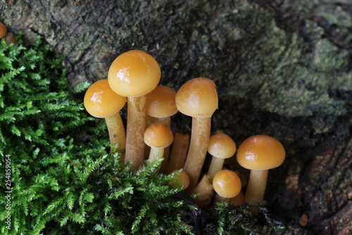 Mushrooms in the forest, photo Czech Republic, Europe