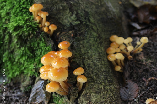 mushroom, photo Czech Republic, Europe 