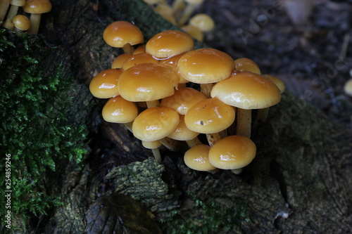 mushroom, photo Czech Republic, Europe 